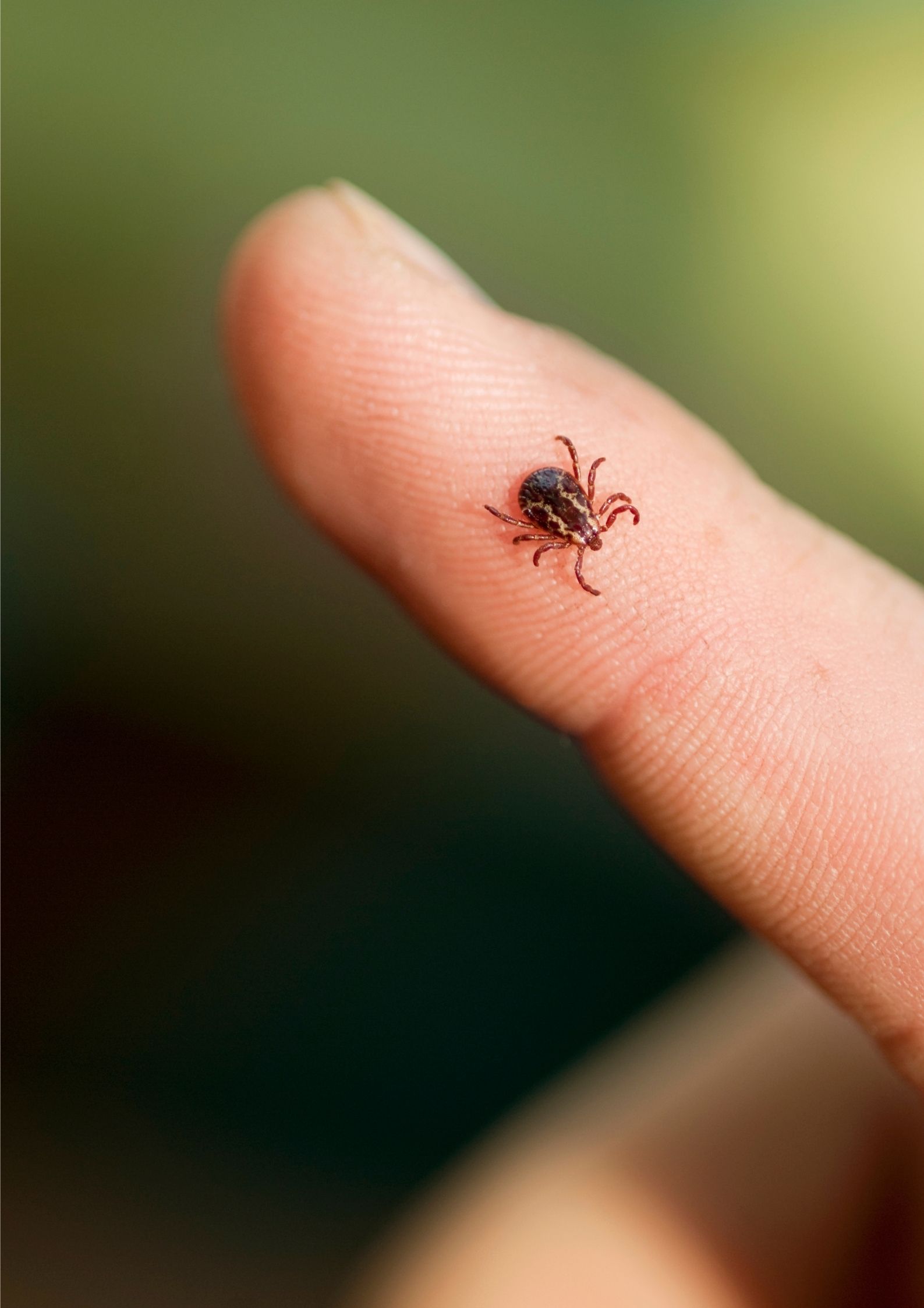 How to Recognize a Lyme Disease Infection?