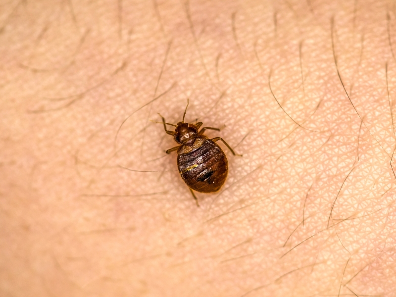 Bed Bug Bites - How to Alleviate Symptoms?
